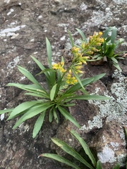 Solidago plumosa