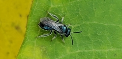Lasioglossum coeruleum