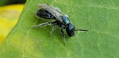 Lasioglossum coeruleum