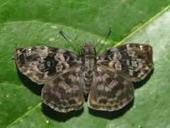 Gorgythion begga begga