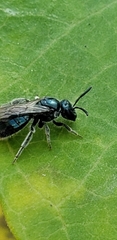 Lasioglossum coeruleum
