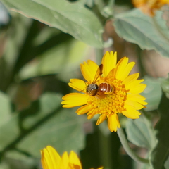 Dieunomia nevadensis