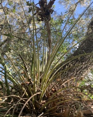 Tillandsia × floridana