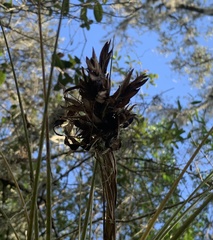 Tillandsia × floridana