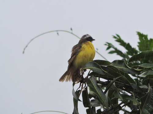 Social Flycatcher