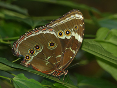 Morpho helenor achillides