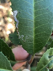 Stigmella heteromelis