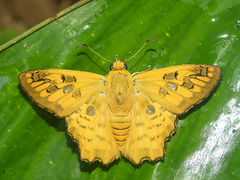 Myscelus amystis epigona
