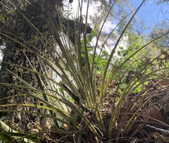 Tillandsia × floridana