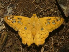 Myscelus amystis epigona