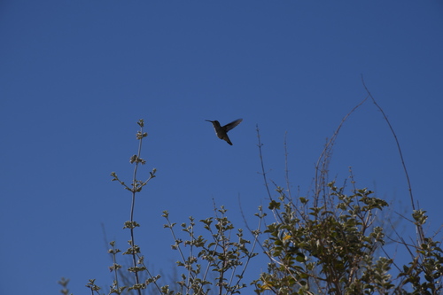 iNaturalist observation photo of Anna's Hummingbird