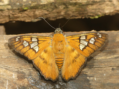 Myscelus epimachia
