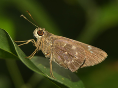 Naevolus orius