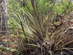 Tillandsia × floridana