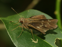 Naevolus orius