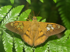 Nascus phocus