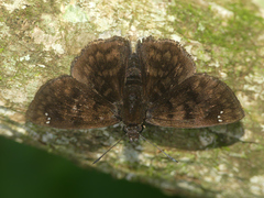 Nisoniades brazia