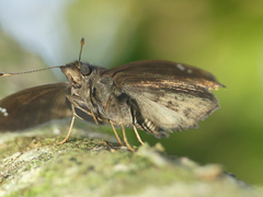 Nisoniades brazia