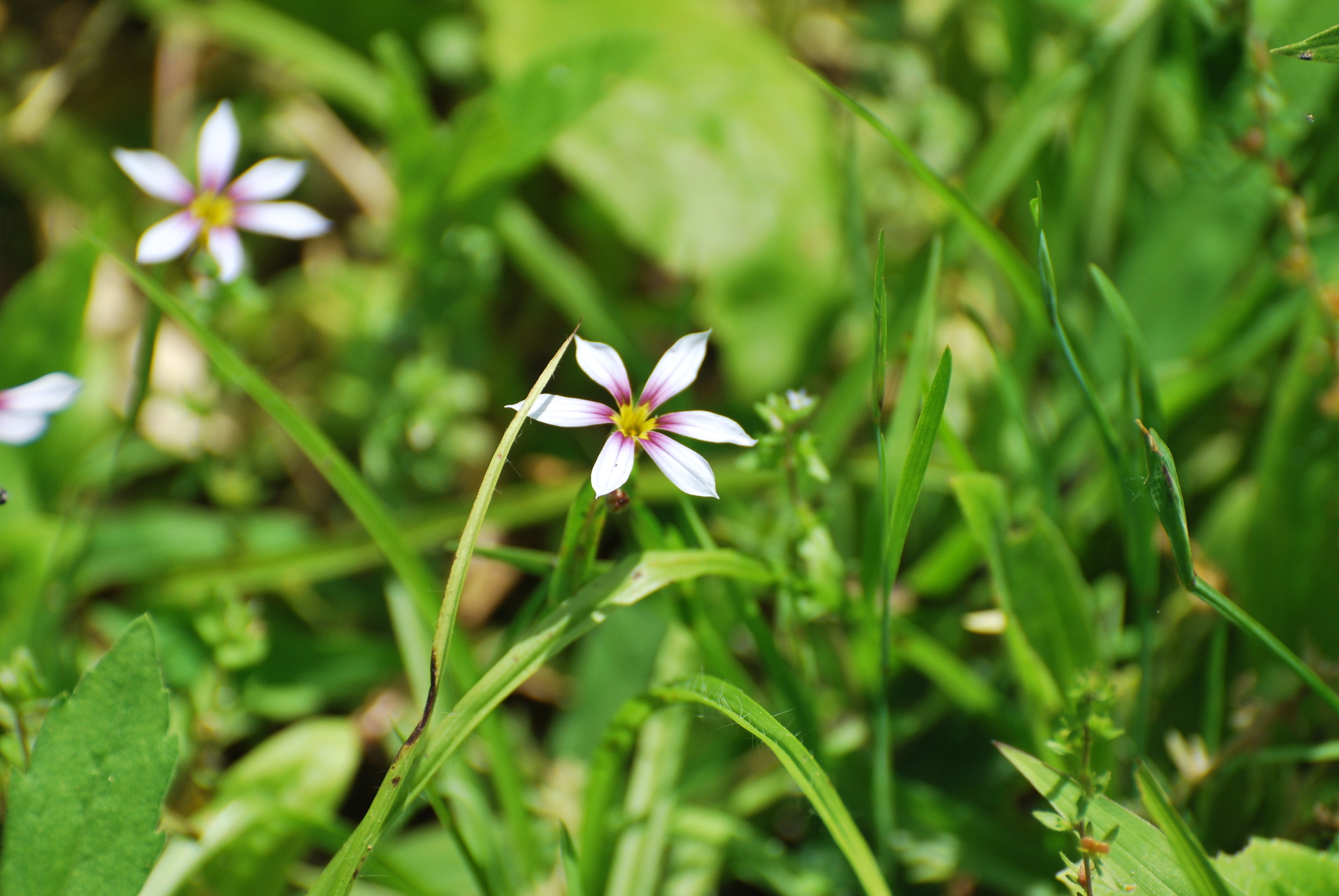 Sisyrinchium micranthum