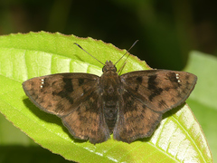 Nisoniades macarius