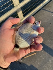 Diplodus holbrookii