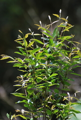 Eugenia pyriformis