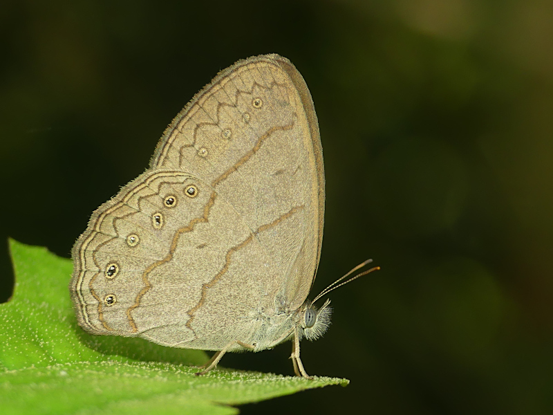 Paryphthimoides