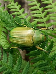 Chrysina laniventris