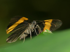 Pirascca sagaris satnius