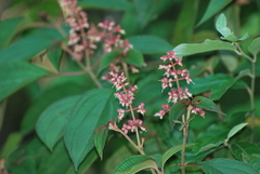 Miconia australis