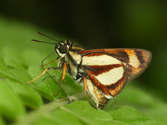 Propertius propertius