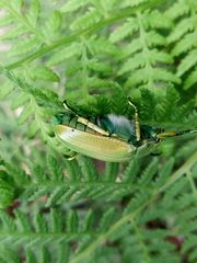 Chrysina laniventris