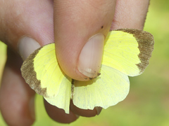 Pyrisitia leuce leuce