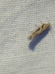Aristotelia ivae