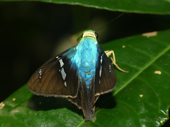 Astraptes fulgerator fulgerator