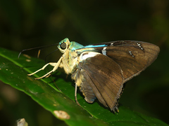 Astraptes fulgerator fulgerator