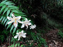 Lilium auratum