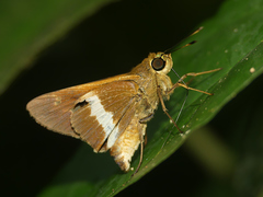 Tirynthia conflua