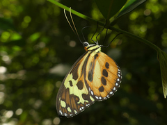 Tithorea harmonia pseudethra