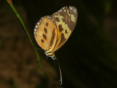 Tithorea harmonia pseudethra