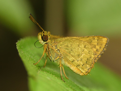 Vinius pulcherrimus