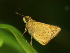 Vinius pulcherrimus