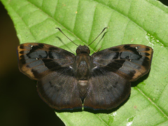 Zera hyacinthinus servius