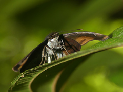 Zera hyacinthinus servius