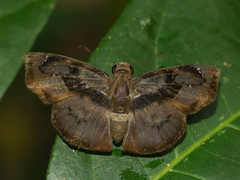 Zera hyacinthinus servius