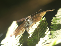 Zera hyacinthinus servius