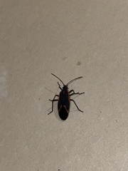 Boisea trivittata
