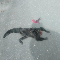 Pithecia chrysocephala