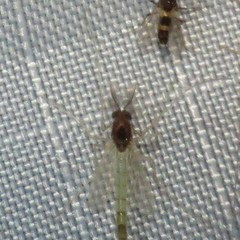 Endochironomus nigricans
