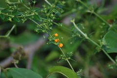 Galium hypocarpium